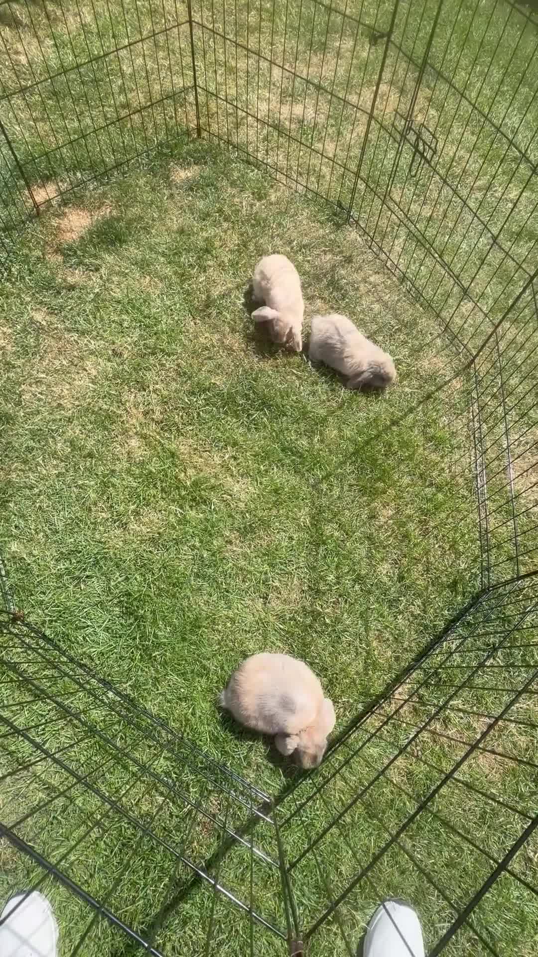 Mini Lop rabbits for sale: Mini Lop - Male - Video 1