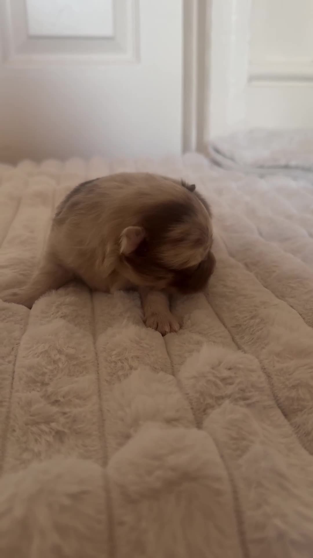 Pomeranian dogs for sale: 1 beautiful cream Merle boy left  - Video 4