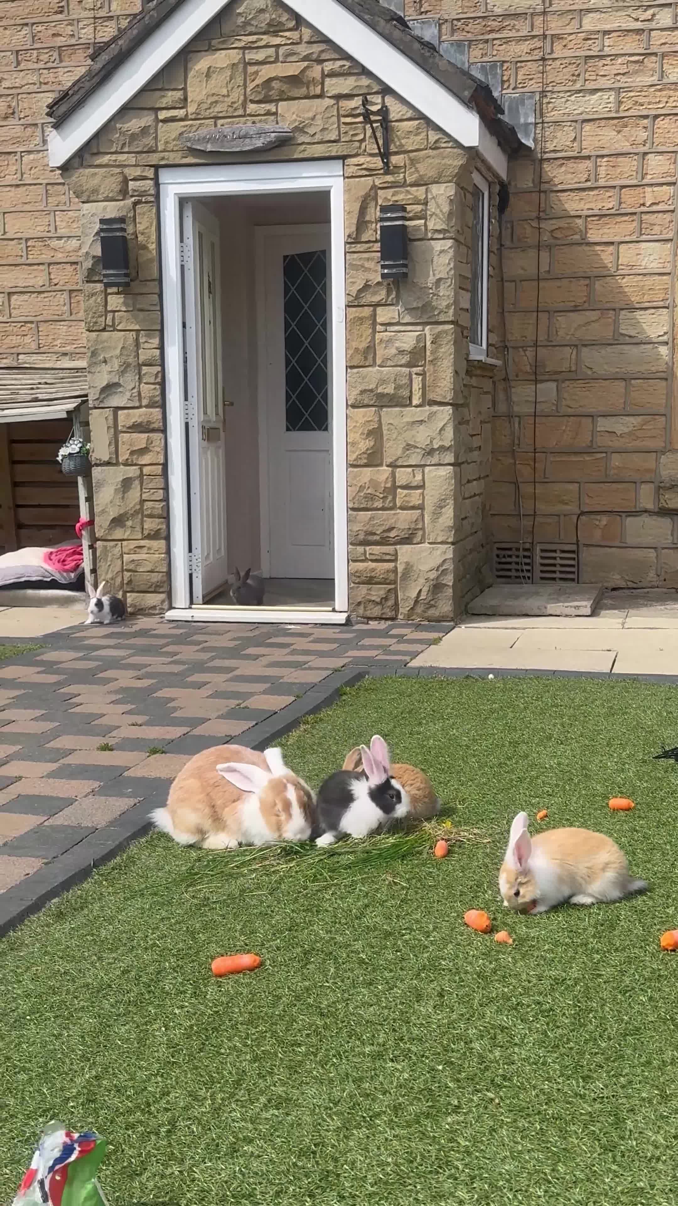 Continental Giant rabbits for sale: CONTINENTAL GIANTS  one female left black & white - Video 1