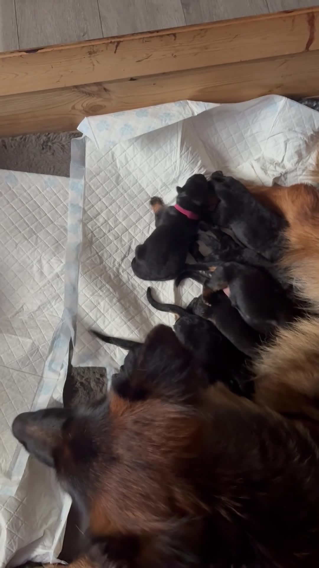 German Shepherd dogs for sale: KC registered long haired German Shepherd puppies - Video 2