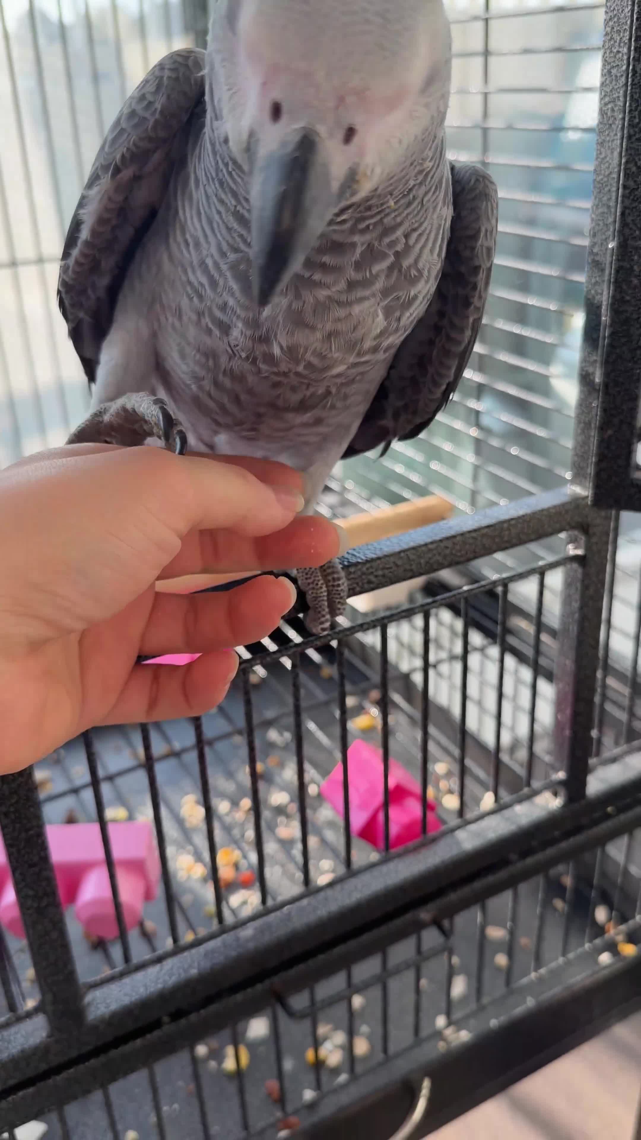 Parrots birds for sale: Hand Reared African Grey Baby - Video 1