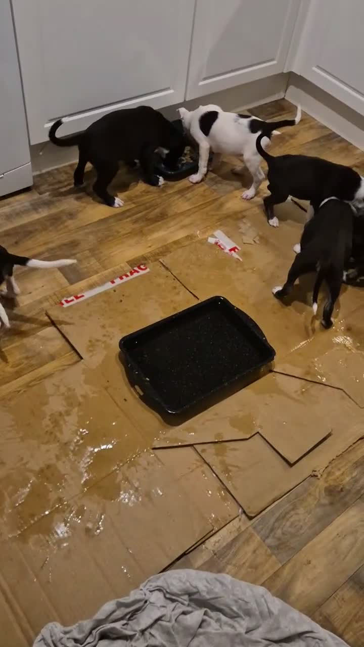 Mixed Breed dogs for sale: Colli/lurcher puppies  in Exeter - Video 1