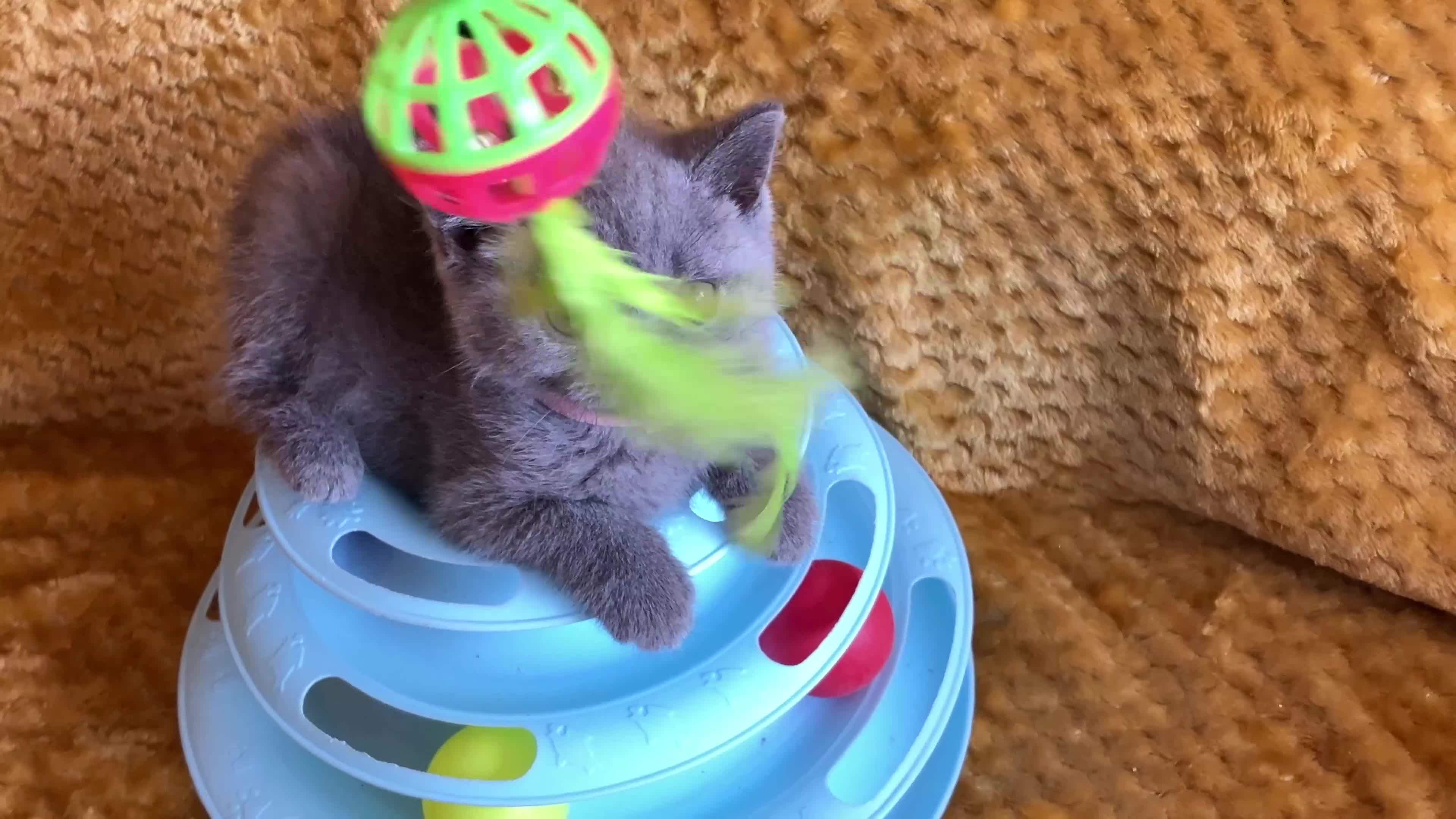 British Shorthair cats for sale: GCCF registered ChampionBloodline 5GENpedigree BSH - Video 5
