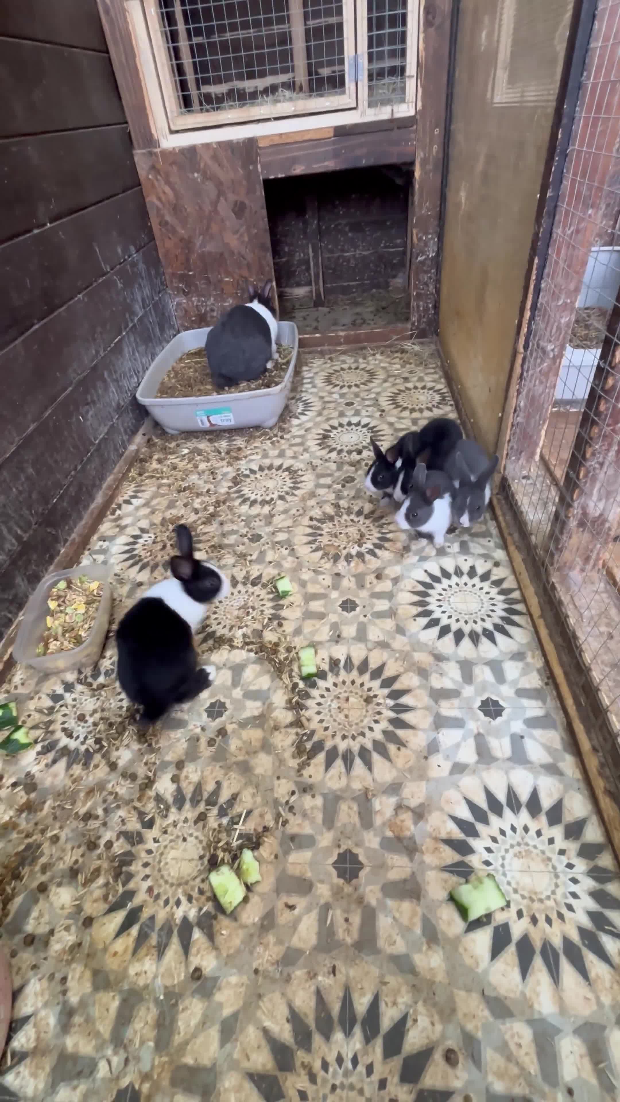 Dutch rabbits for sale: 🐰 Mixed Dutch Baby Rabbits for Sale 🐰 - Video 1