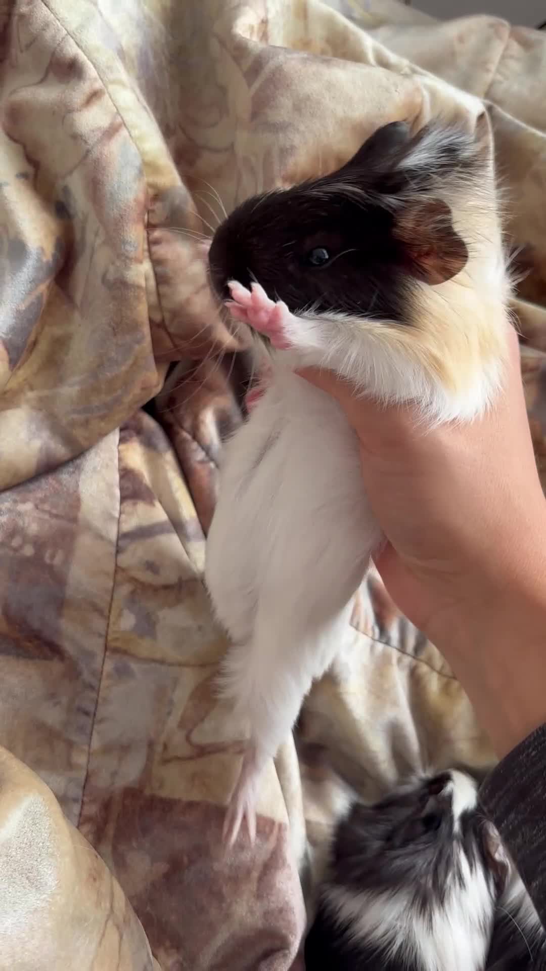 Guinea Pig rodents for sale: LONG HAIRED GUINEA PIGS 2 Boys 1 Girl - Video 4