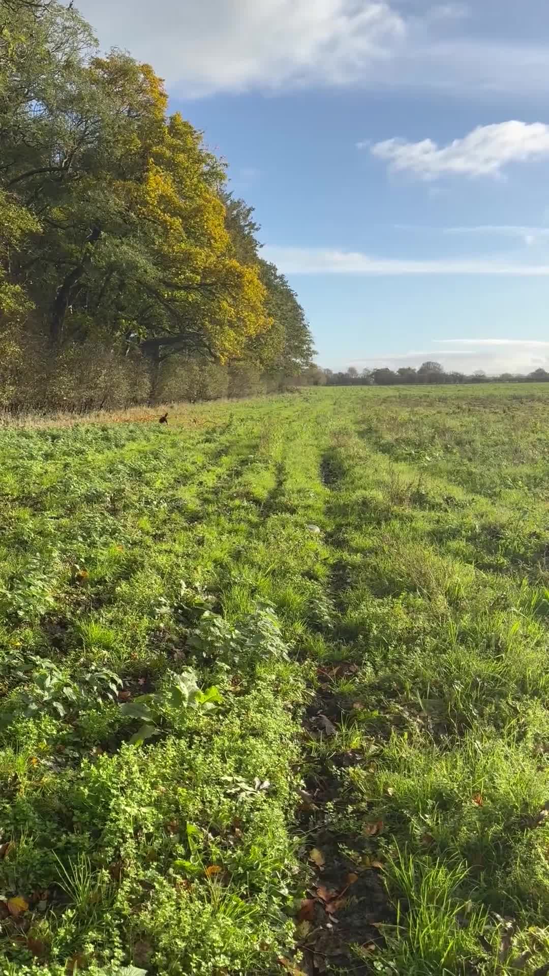 Cockapoo dogs for sale: 5 year old neutered male cockapoo to be rehomed  - Video 1