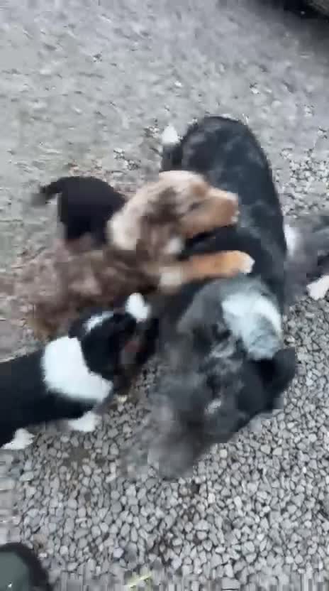Mixed Breed dogs for sale: Border Collie x Cocker spaniel Pups  - Video 1