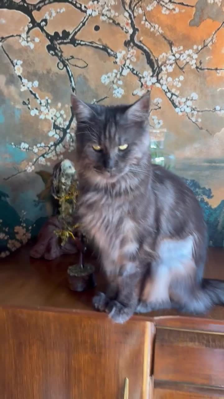 Maine Coon cats for sale: Maine Coon  - Video 1