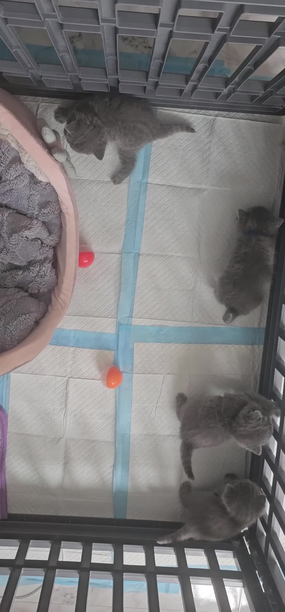 British Shorthair cats for sale: Pure british shorthair kittens 😸  - Video 1