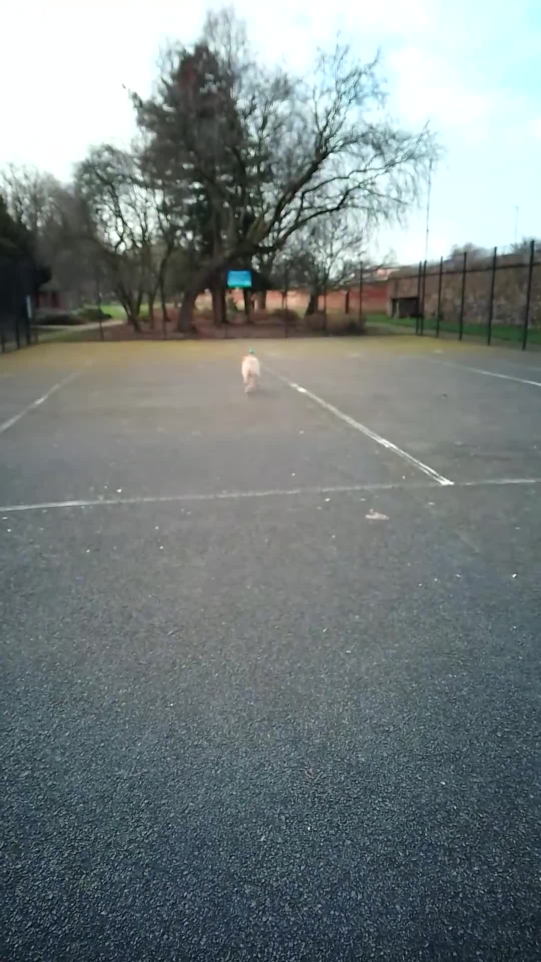 Labrador Retriever dogs for sale: Golden Labrador for sale  - Video 1