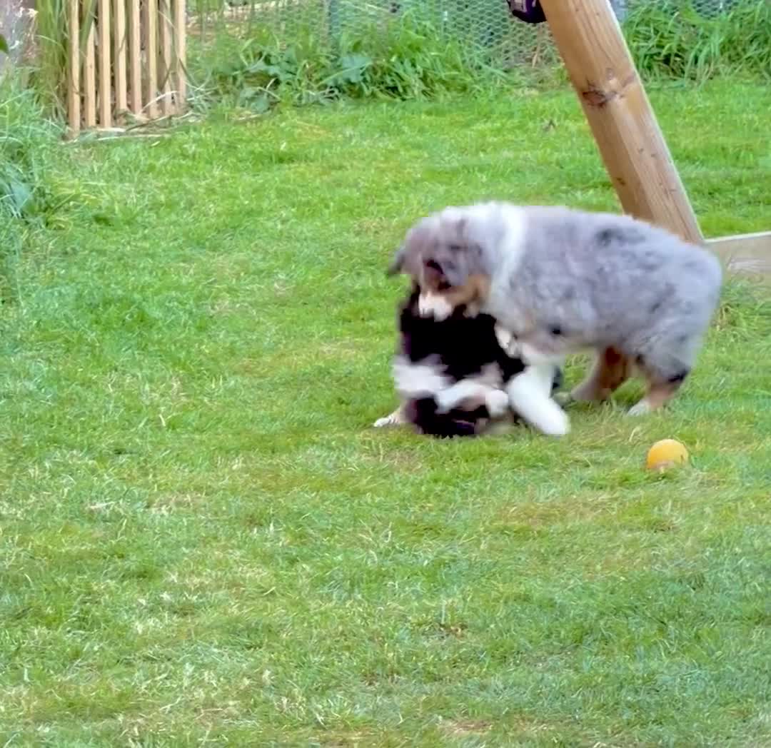 Australian Shepherd dogs for sale: The last beautiful female Australian Shepherd in Poole - Video 1