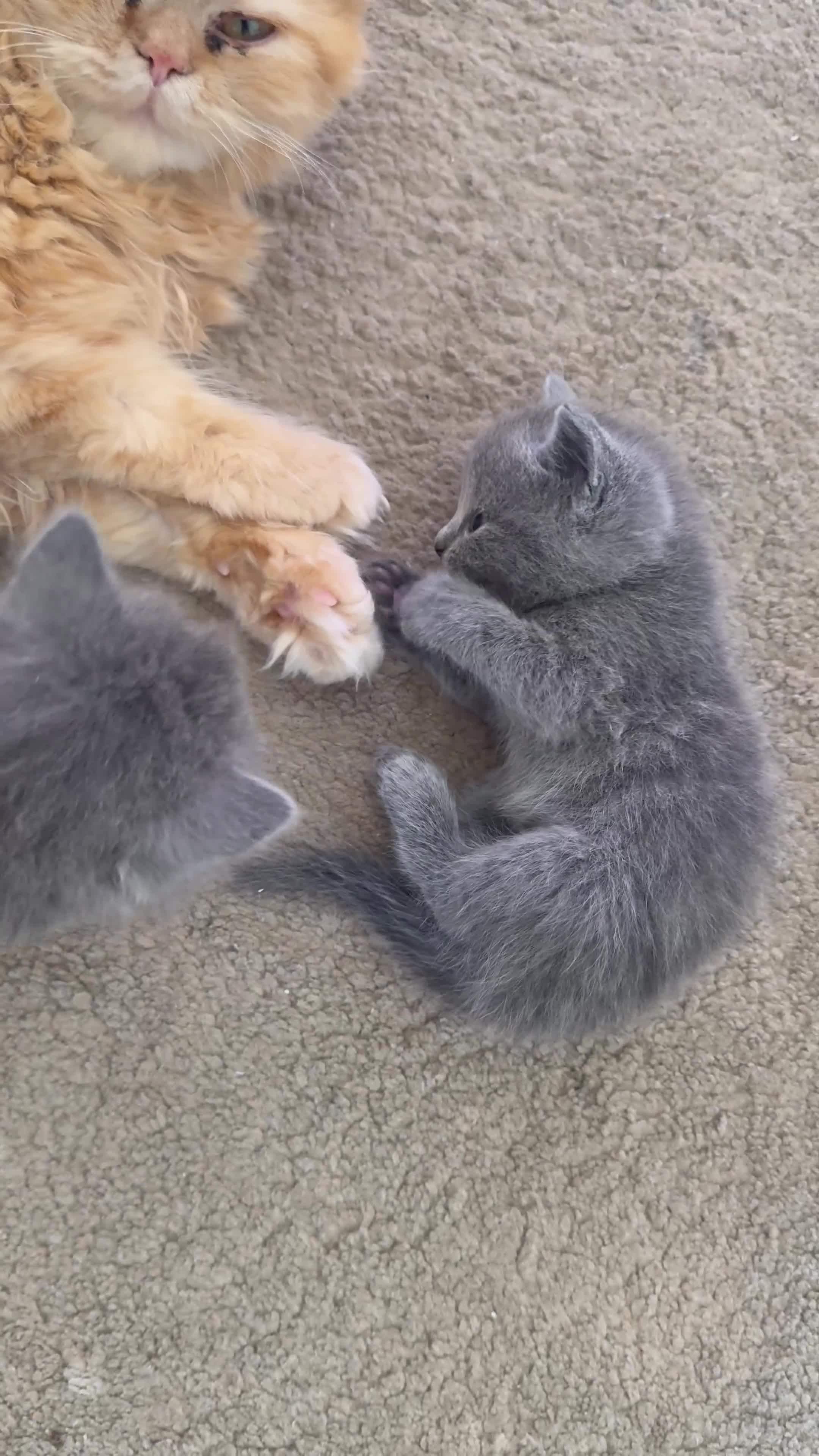 British Shorthair cats for sale: British short hair fluffy kittens,London based - Video 1