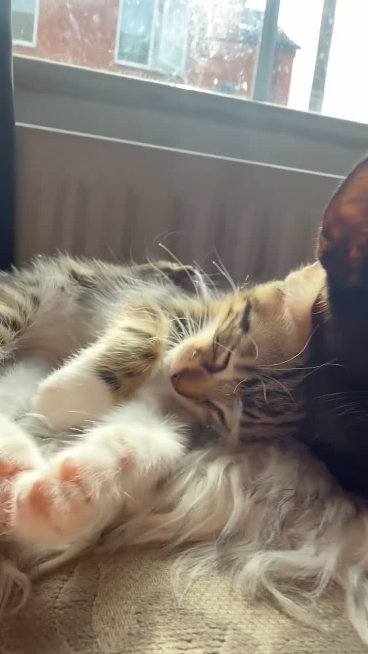 Mixed Breed cats for sale: Beautifully marked part bengal kittens in Sleaford - Video 4