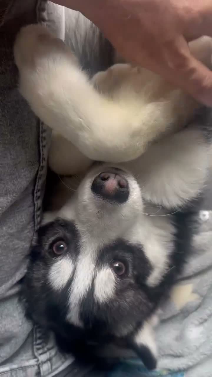 Pomsky dogs for sale: Price reduction Last boy F4 Pomsky  - Video 2