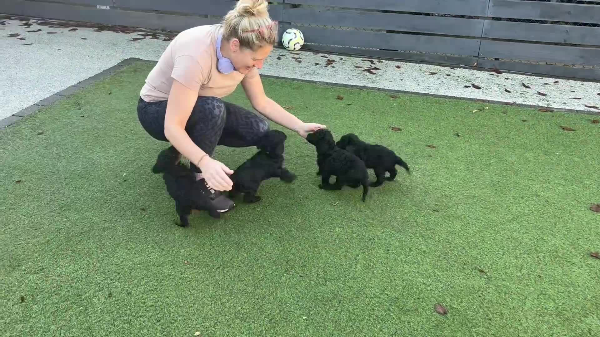 Cockapoo dogs for sale: Beautiful f1b puppies - Video 1