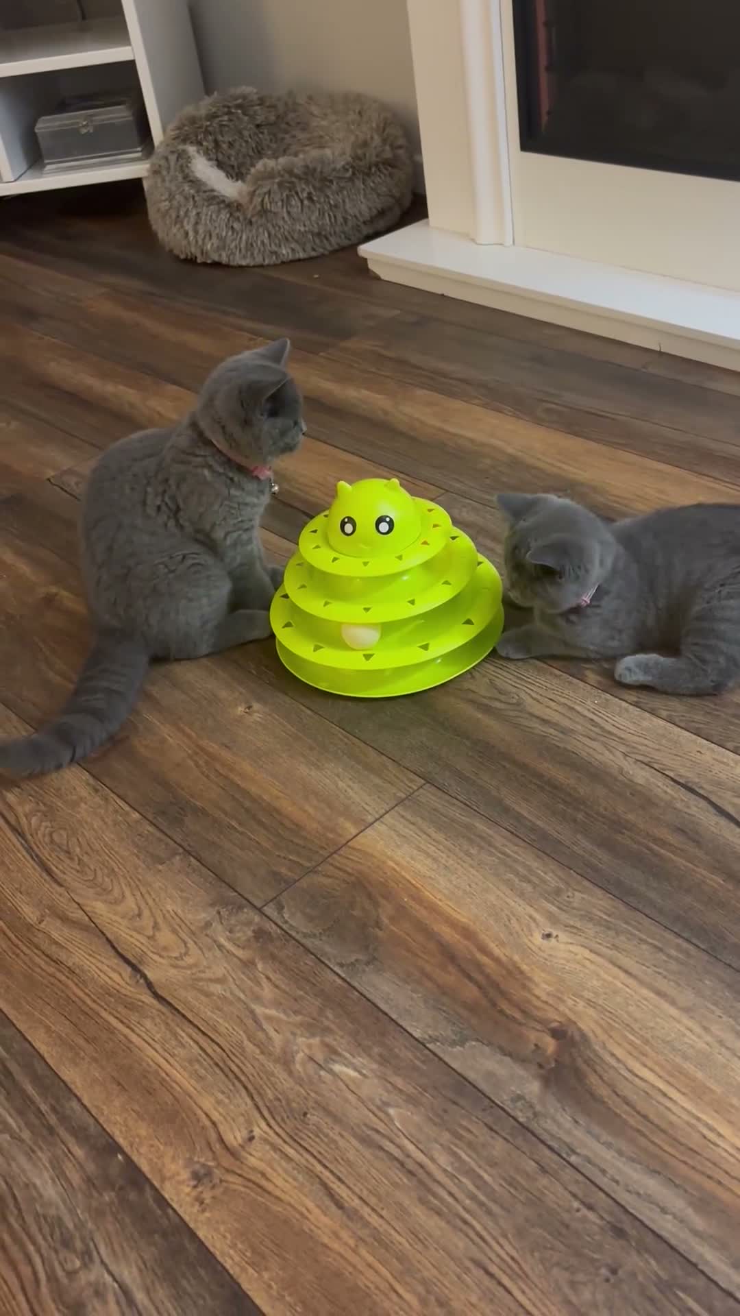 British Shorthair cats for sale: Daisy & Dottie - 7 month old bonded sisters  in Poulton-le-Fylde - Video 1
