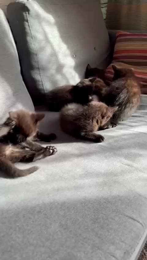 Ragdoll cats for sale: beautiful kittens for sale - Video 3