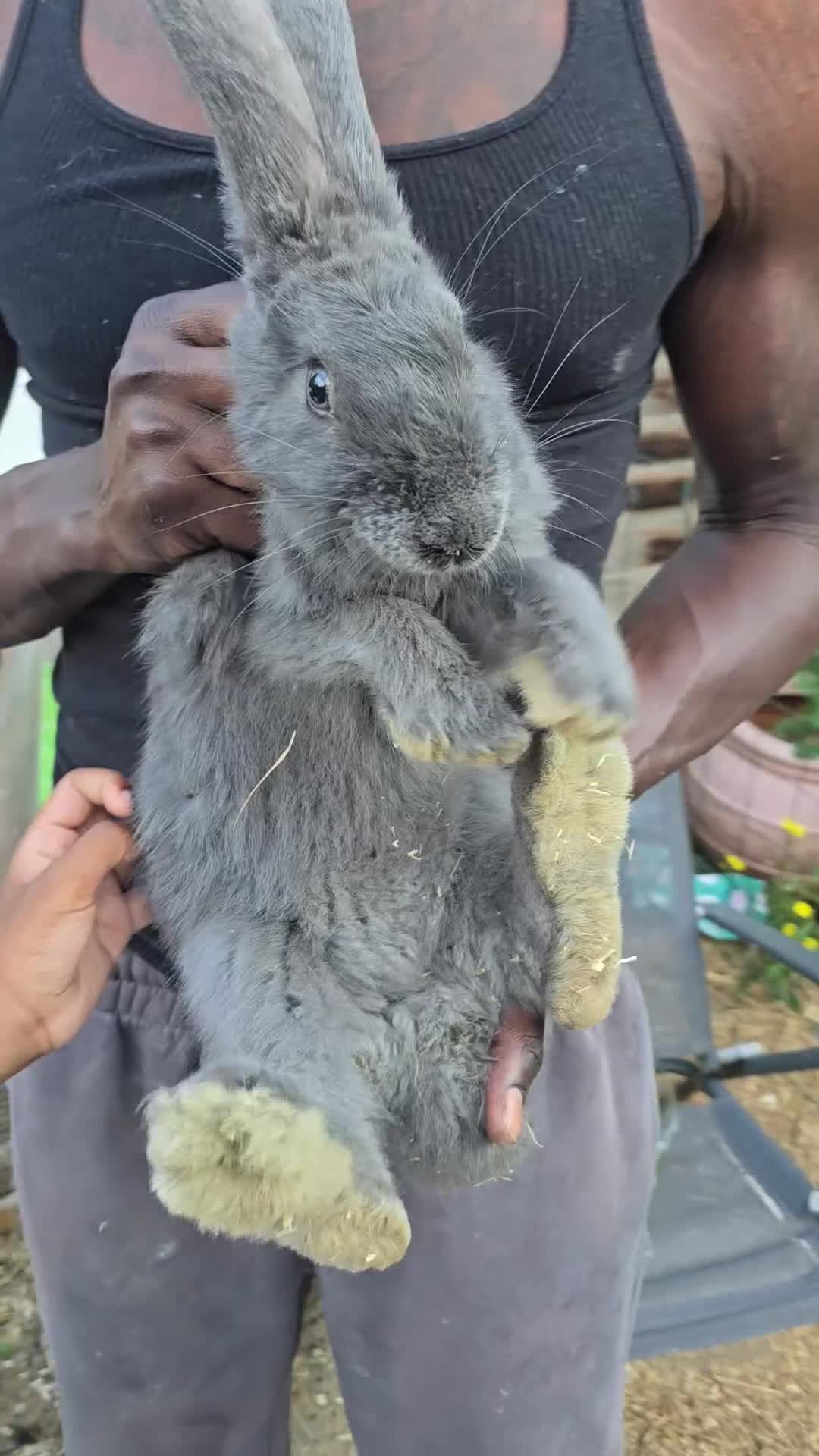 Continental Giant rabbits for sale: Rare Blue Continental Giant Rabbits in Croydon - Video 1