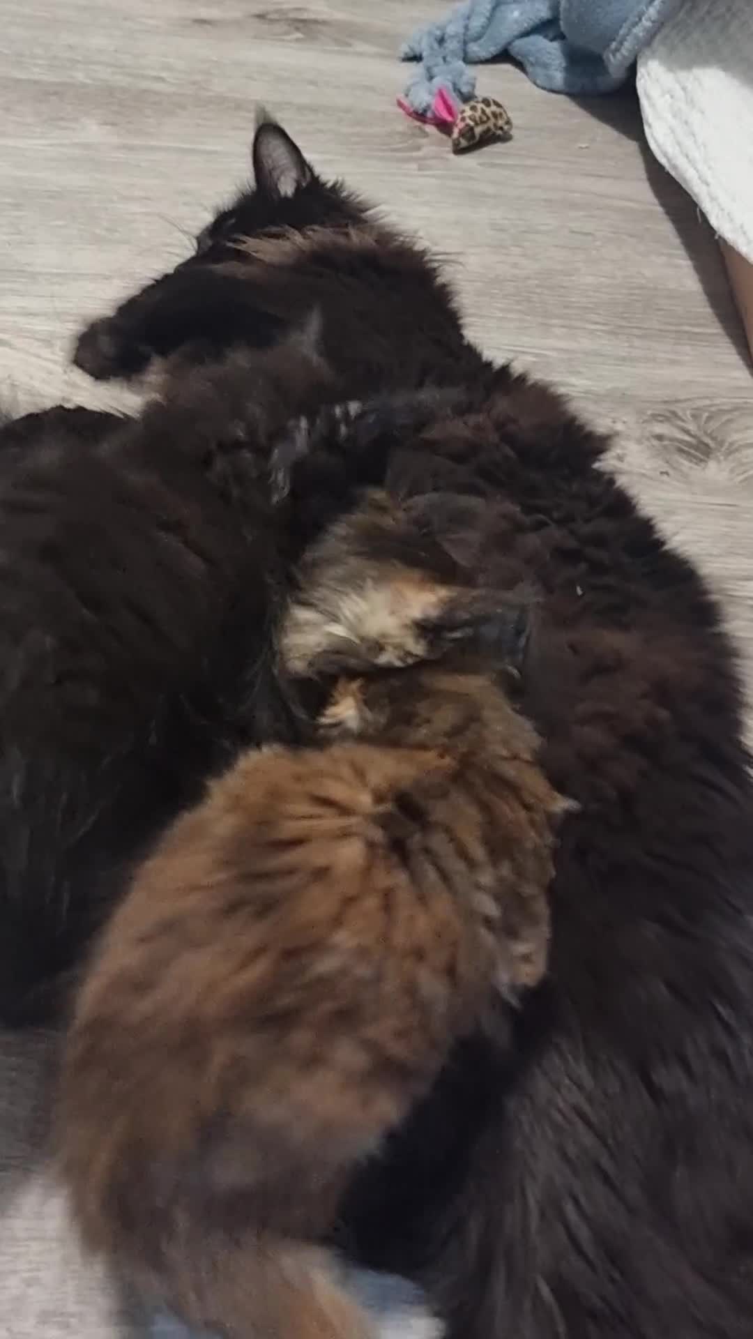 Maine Coon cats for sale: Pedigree GCCF Registered Maincoon Kittens - Video 5