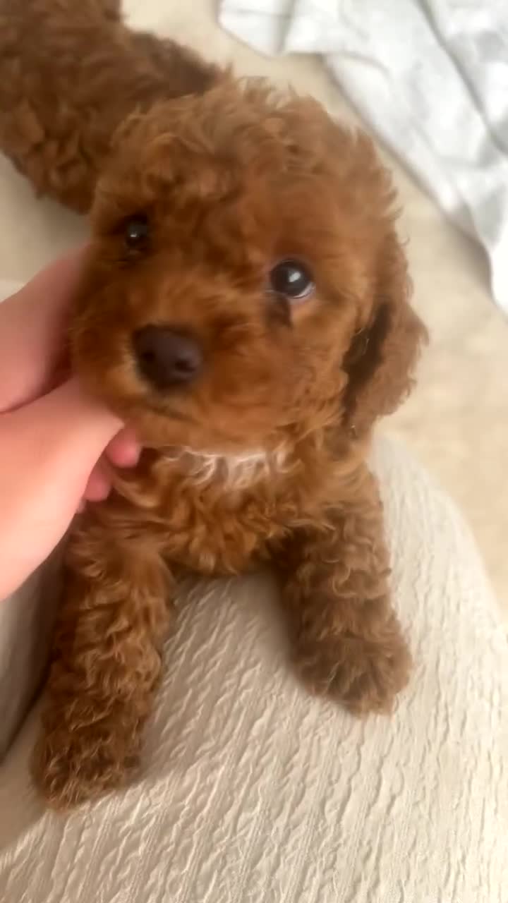 Cavapoo dogs for sale: Cavapoo puppies for sale  - Video 3