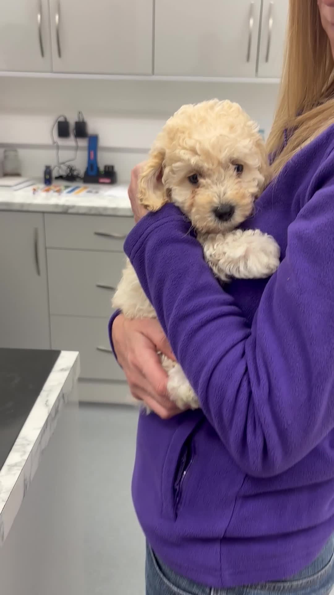 Poochon dogs for sale: 🌺3 POOCHON GIRLS in CHESHIRE🌺-Ready Fri  - Video 1