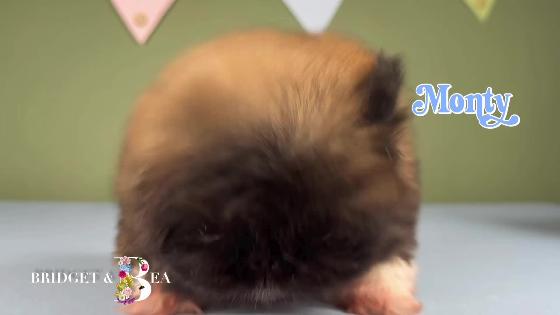 Pekingese dogs for sale: 💙OUTSTANDING QUALITY BOY 💙 champion lines in Gateshead - Video 1