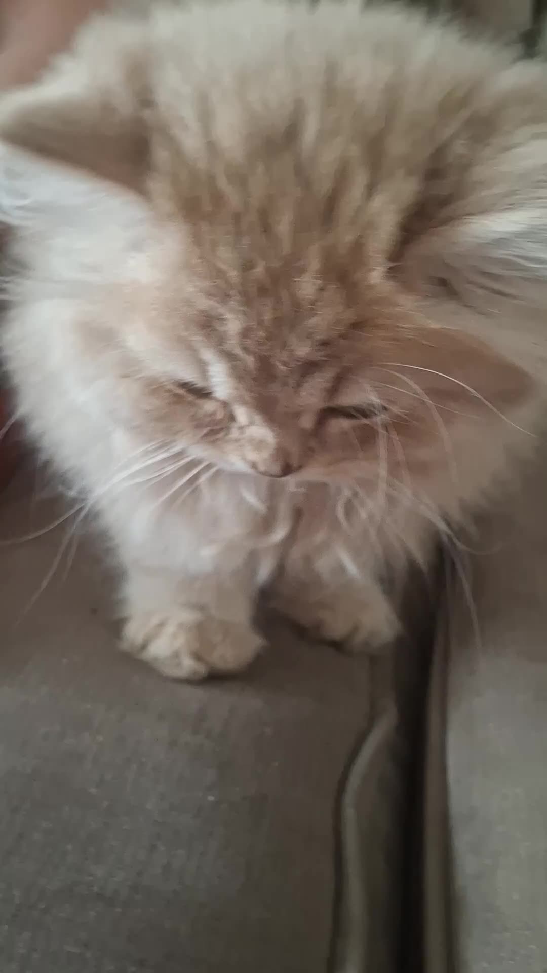 British Longhair cats for sale: Pure British Long Haired Kittwens for sale. - Video 1
