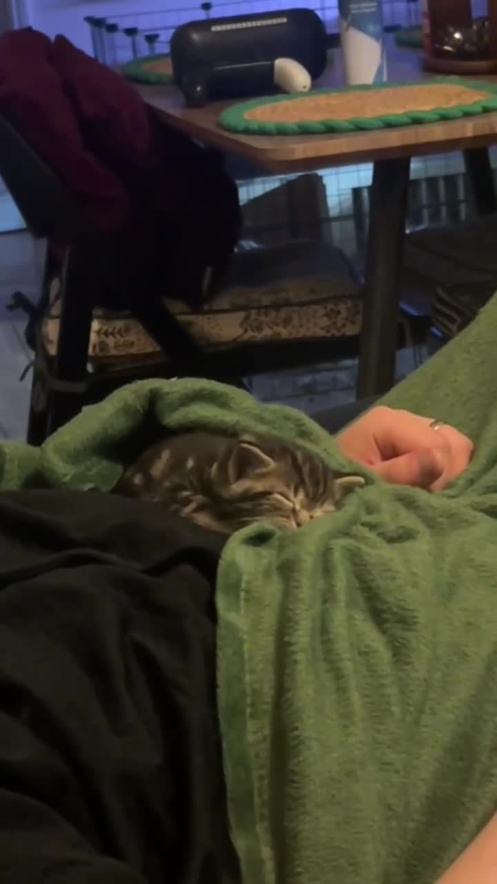 British Shorthair cats for sale: BSH cross bengal kittens. Please read information  - Video 3