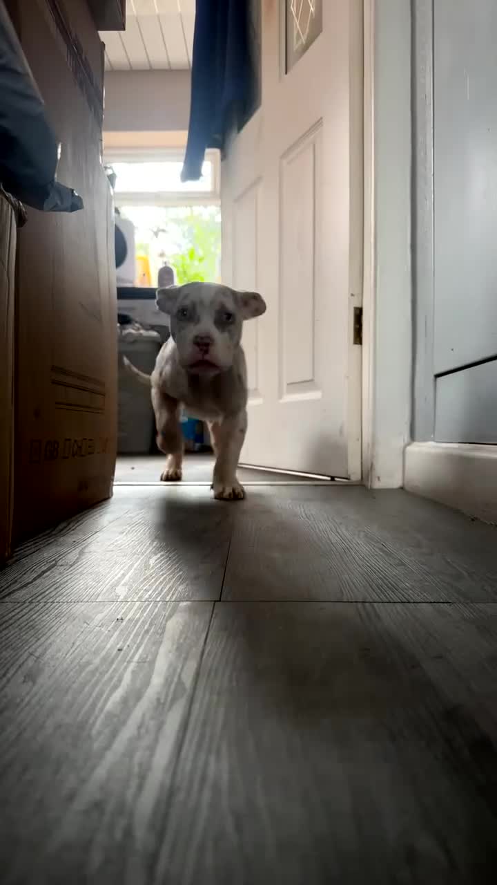 American Bully dogs for sale: REDUCED Stunning pocket bully pups for sale  - Video 3