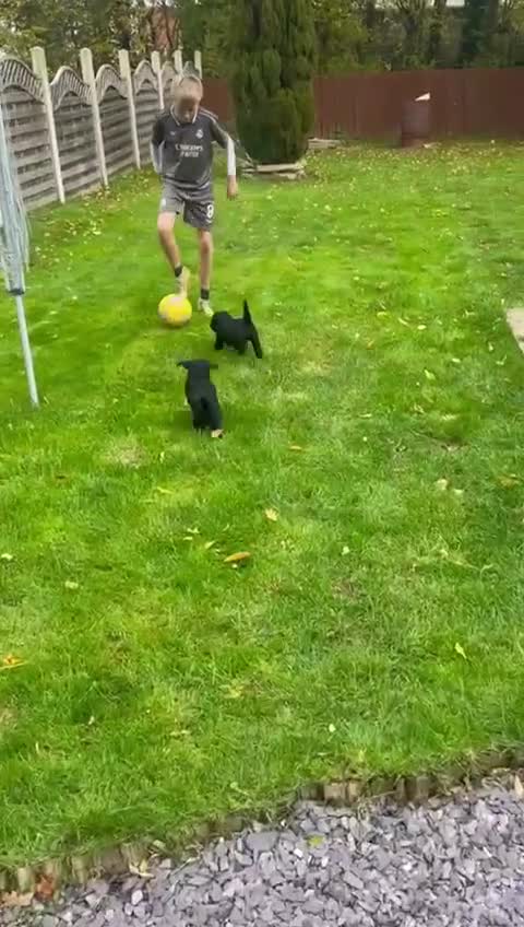 Labradoodle dogs for sale: Multigenrational labradoodle  - Video 2