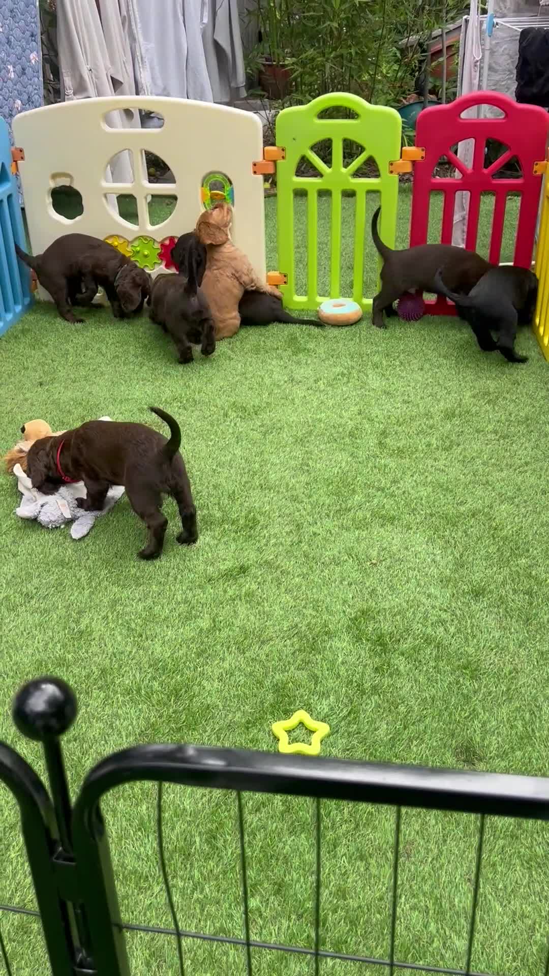 Cocker Spaniel dogs for sale: LAST GIRL LEFT. Working Cocker spaniel, 7wks old - Video 1