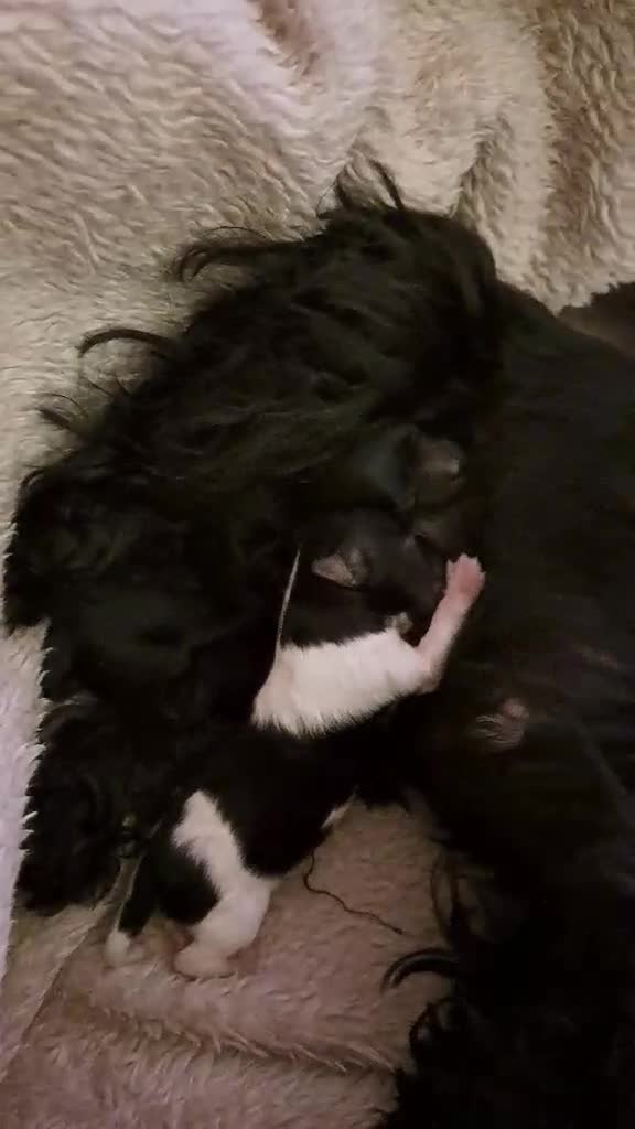 Yorkshire Terrier dogs for sale: 2 Little girl's, Yorkshire Terrier. - Video 2