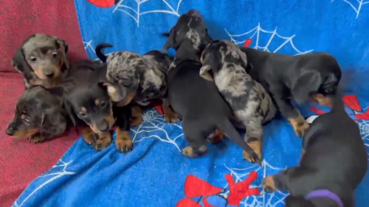 Miniature Dachshund dogs for sale: Puppies 🐶  - Video 1