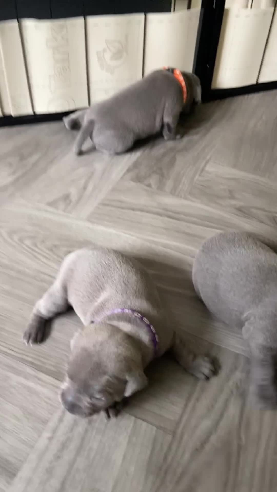 Staffordshire Bull Terrier dogs for sale: solid blues - Video 1