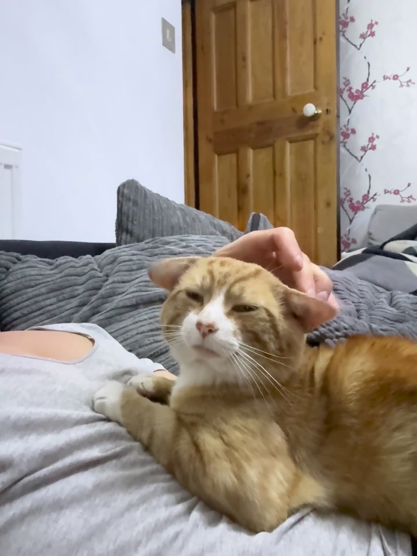 British Shorthair cats for sale: Garfield friendly outdoor cat  - Video 1