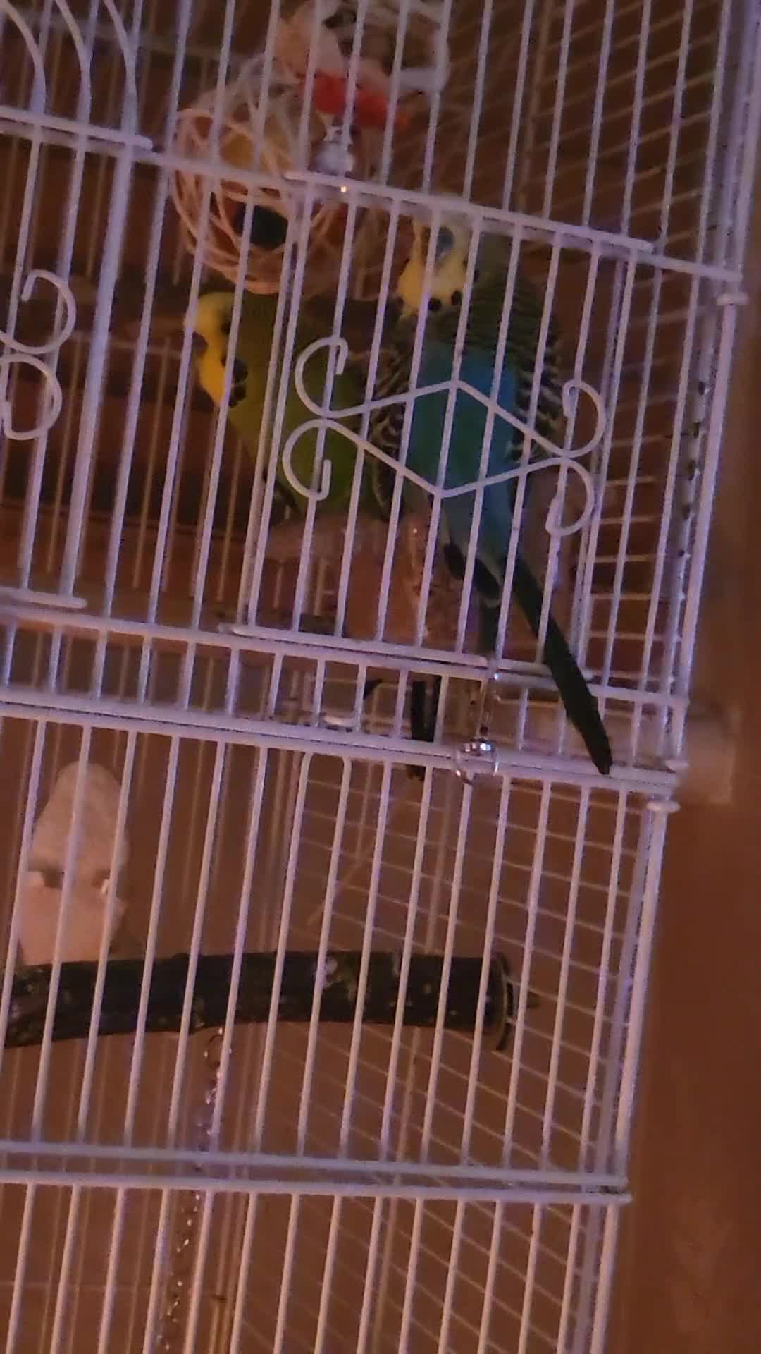 Budgerigars birds for sale: 2 male budgies and cage for sale in Warrington - Video 1