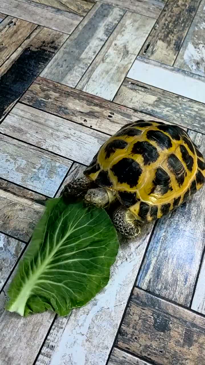 Tortoise reptiles for sale: Adult male horsefield tortoise and set up - Video 1
