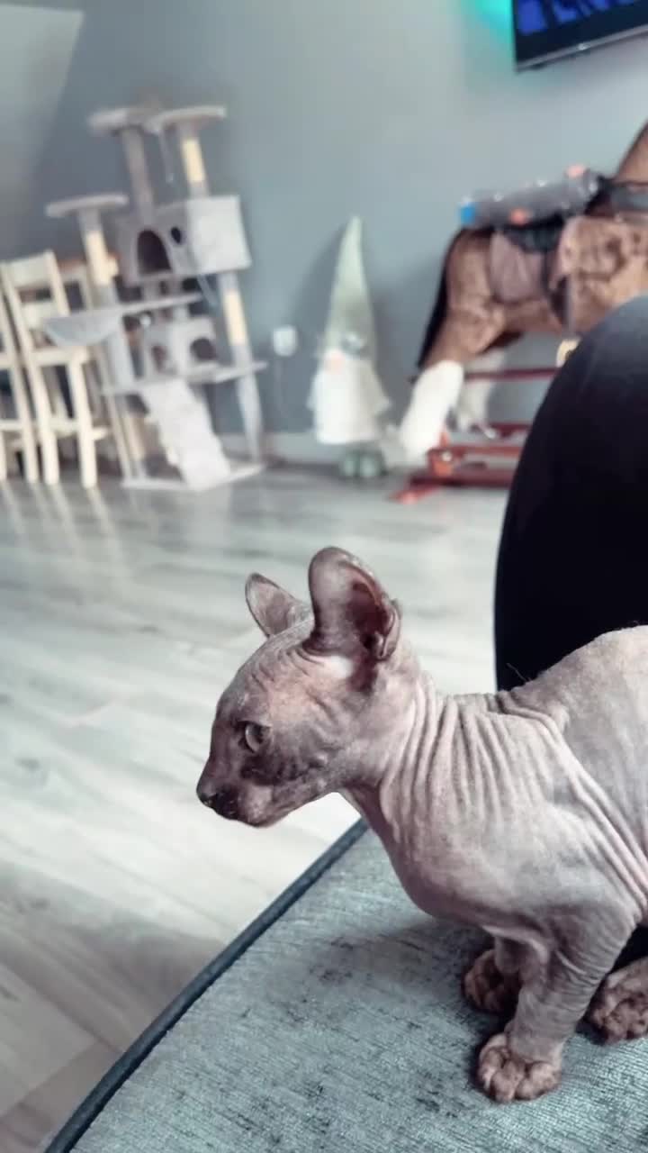 Sphynx cats for sale: 13 month old male elf sphynx  - Video 1