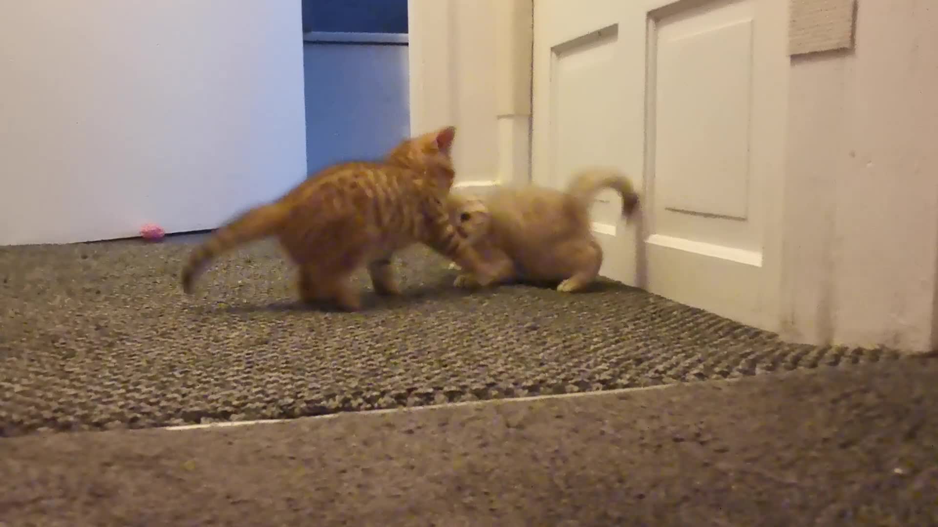 Scottish Fold cats for sale: 5 Beautiful Scottish Kittens Ready for Homes 🐾 - Video 4