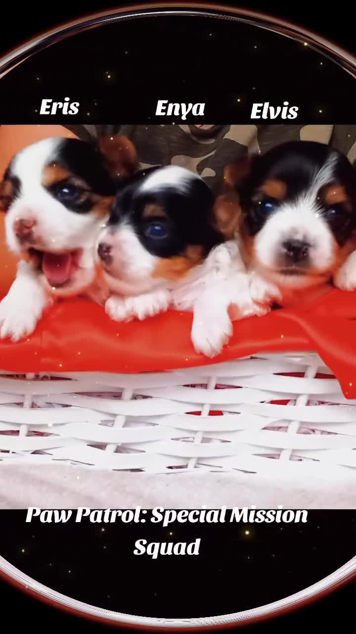 Biewer Terrier dogs for sale: Beautiful unique MINI biewer terrier 1 girl left - Video 1
