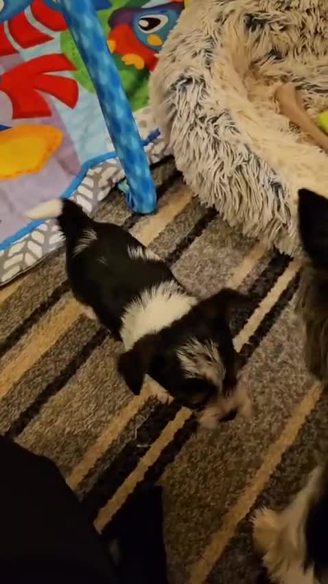Biewer Terrier dogs for sale: Yorkie / Biewer Tri Coloured Puppies - Video 4