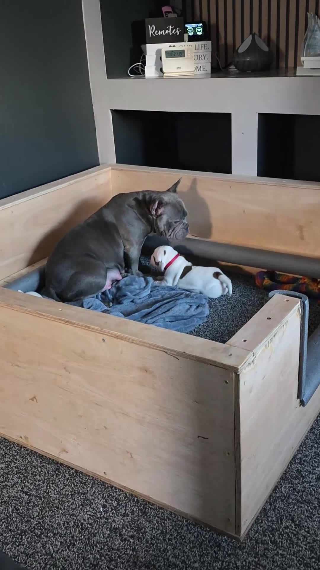 Mixed Breed dogs for sale: Pocket bully cross old tyme dorset  in Workington - Video 1