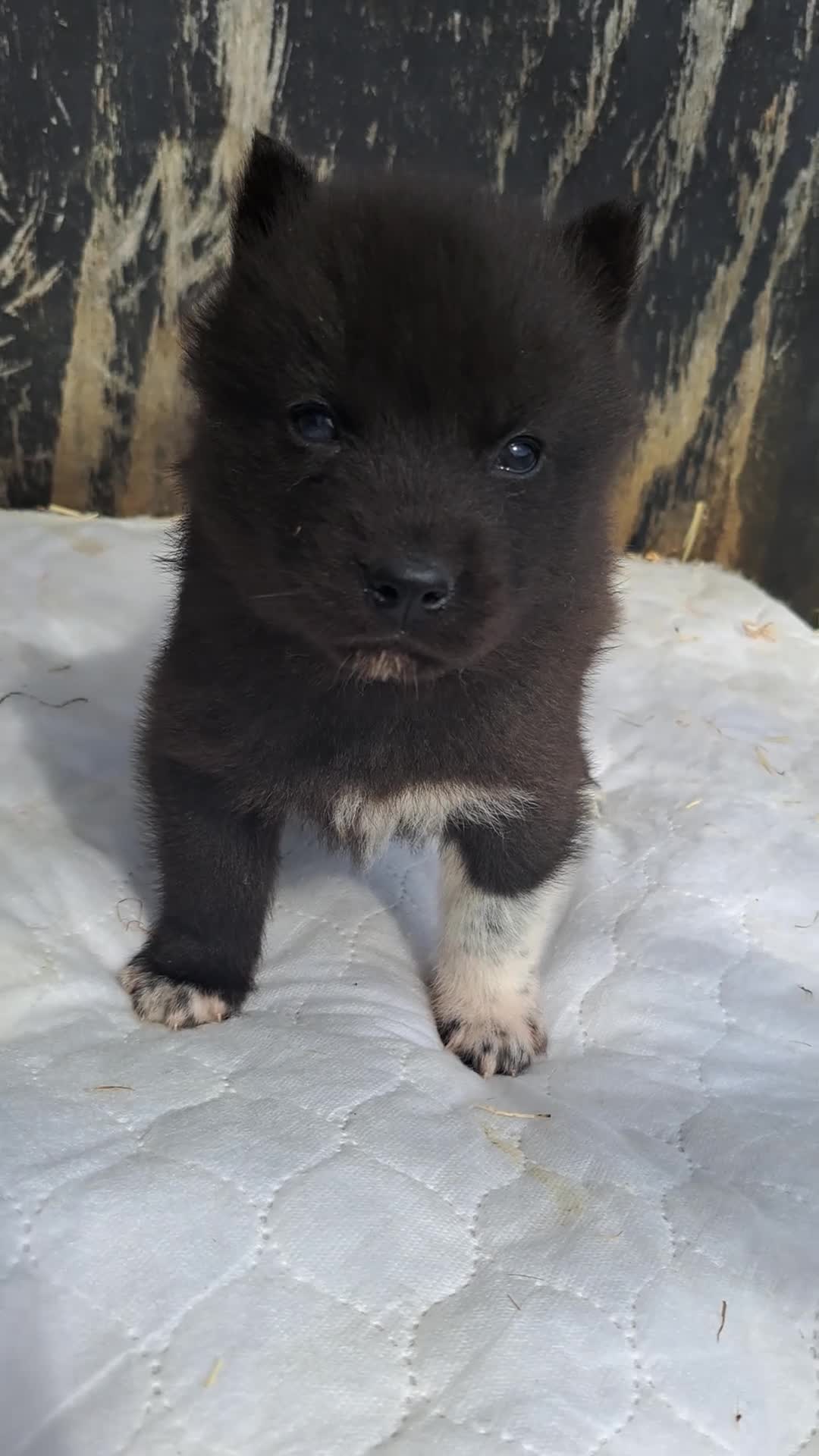 Siberian Husky dogs for sale: Unique Siberian Husky puppies - Video 3