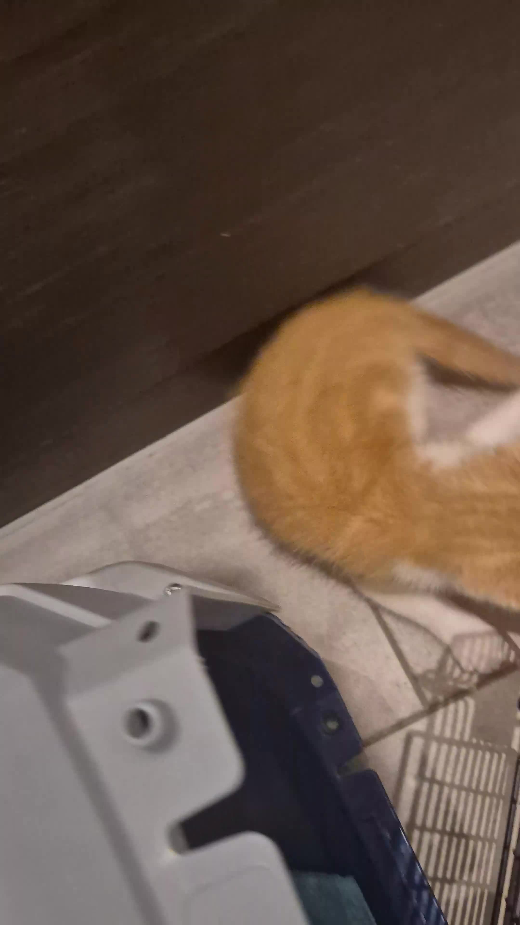 Mixed Breed cats for sale: Two adorable ginger babies needing a new home - Video 4