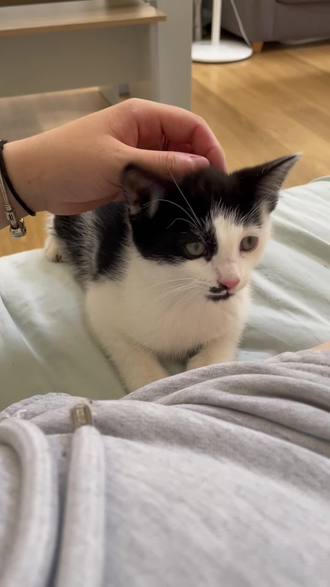 Mixed Breed cats for sale: Ozzy & Oscar - Bonded Brothers 🐾 - Video 1