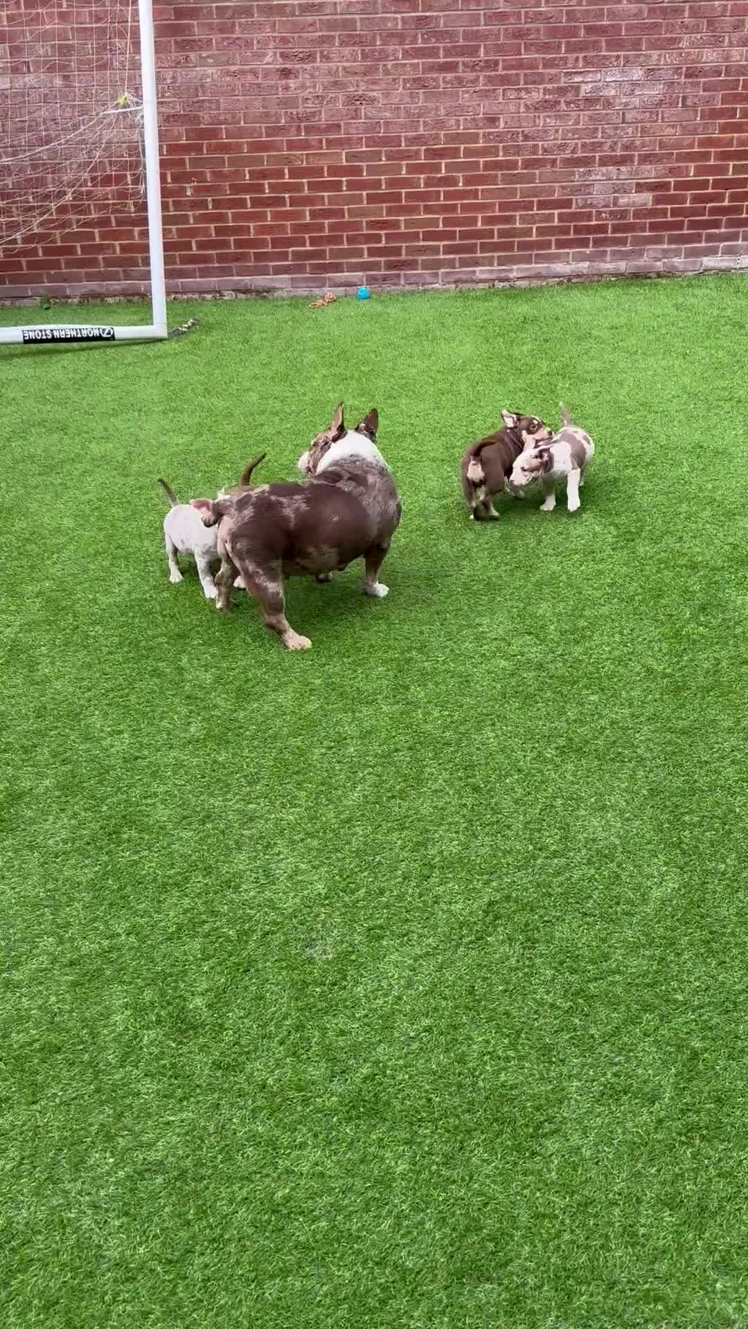 American Bully dogs for sale: 🩸 SERIOUS BLOODLINE 🩸 - Video 1