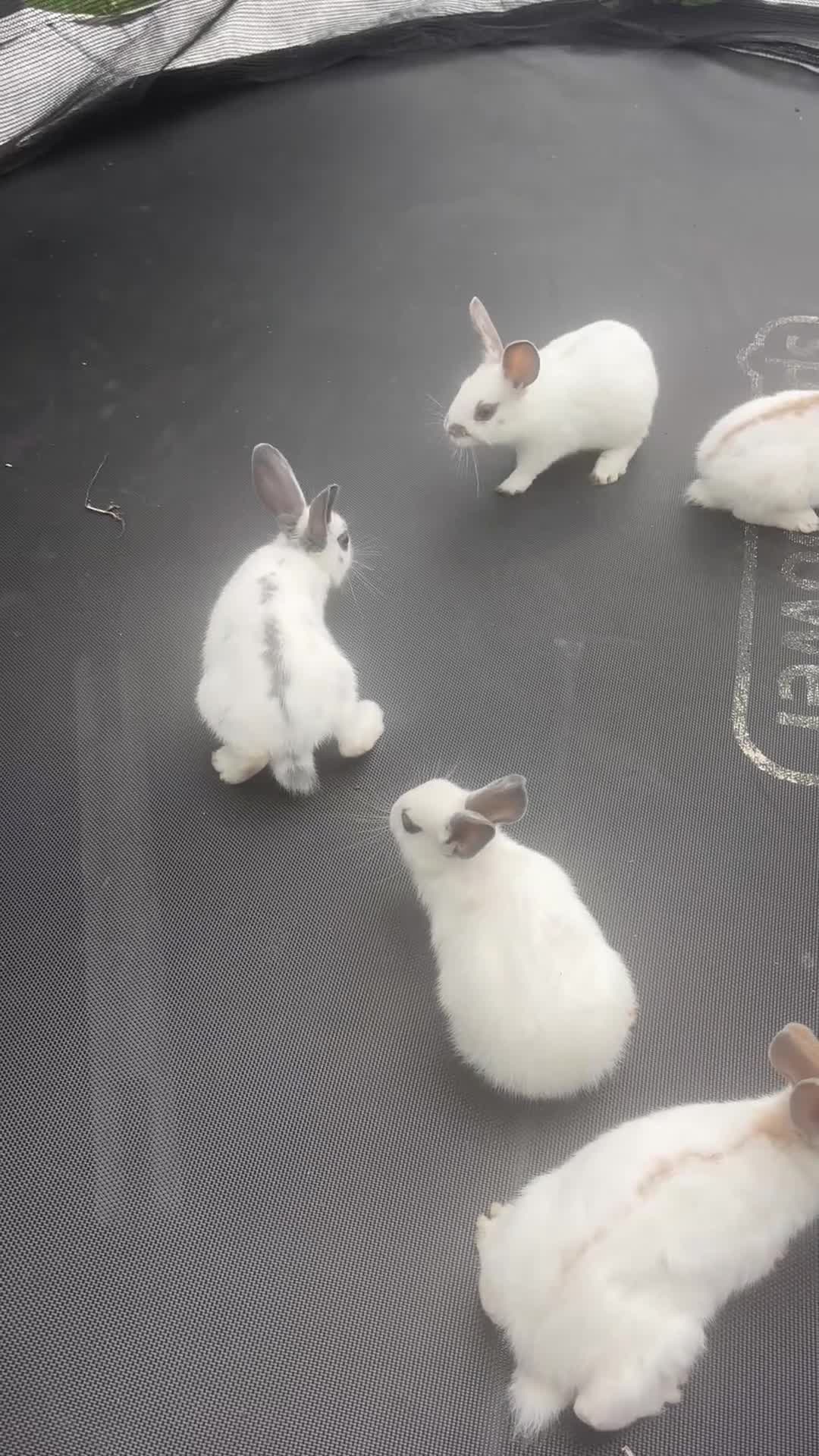 English Lop rabbits for sale: Rabbits  - Video 1