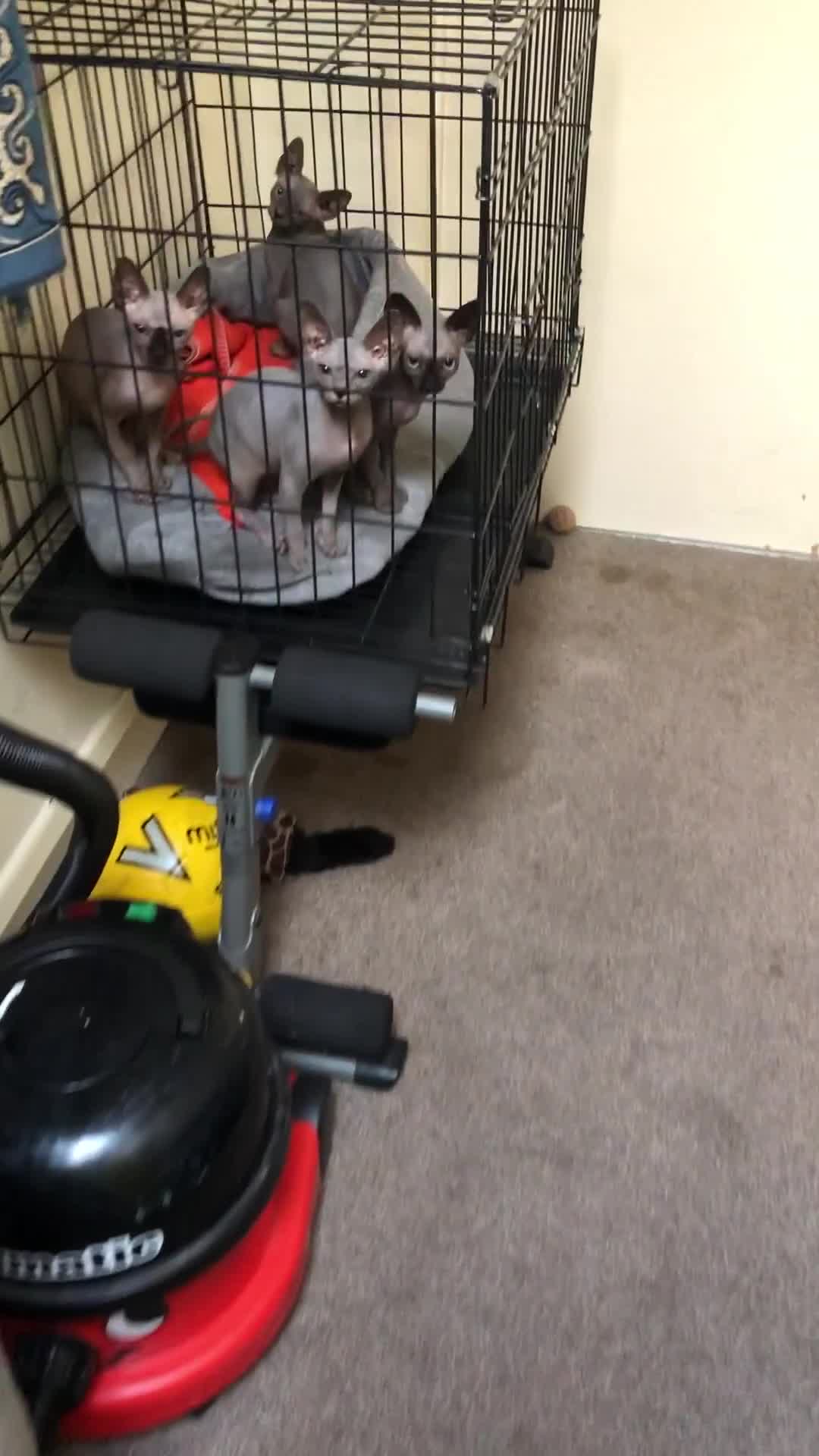 Sphynx cats for sale: I have a kitten of 4 Sphynx cat  - Video 2