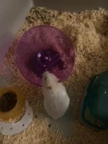 Hamster rodents for sale: Hamster  in Morden - Video 1