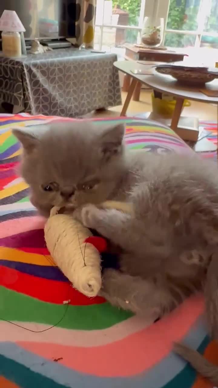 Exotic cats for sale: Last remaining blue male Exotic litten - Video 3